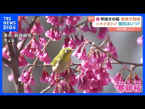 早咲きの桜が見ごろ…ソメイヨシノの開花は？いよいよ春が近づき“衣替え”のタイミングはいつ？！｜TBS NEWS DIG サムネイル