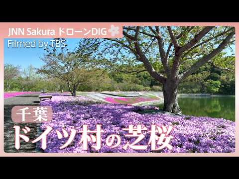 芝桜の絨毯【JNN sakuraドローンDIG 2026】｜TBS NEWS DIG