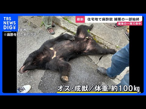 宇都宮のクマ捕獲「難しい任務だった」麻酔銃3発のうち1発が命中　周辺では“2頭目”の出没警戒…市立の小中学校は引き続き… サムネイル