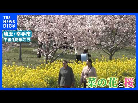 東京の桜満開は？　各地で桜が見ごろ　絶景！菜の花とのコラボも　なぜ？桜の名所「目黒川」では巨大幕が登場｜TBS NEW… サムネイル