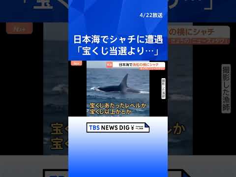 「えぐい、えぐい！」日本海で漁船に近づいてきたのは…“海の王者”シャチ　石川・能登町の漁師も驚く「宝くじに当たったレベ… サムネイル