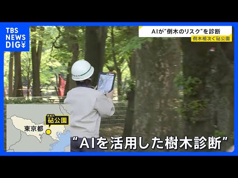 倒木相次ぎけが人も…東京・砧公園で5000本の樹木を緊急点検　試験的にAI活用「作業の効率化やスピードアップに」｜TB… サムネイル