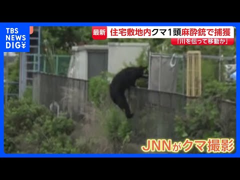 クマの目撃相次いでいた栃木・宇都宮市で1頭捕獲　住宅街に逃げ込み…麻酔銃使って捕獲　フェンスよじ登る姿も｜TBS NE… サムネイル