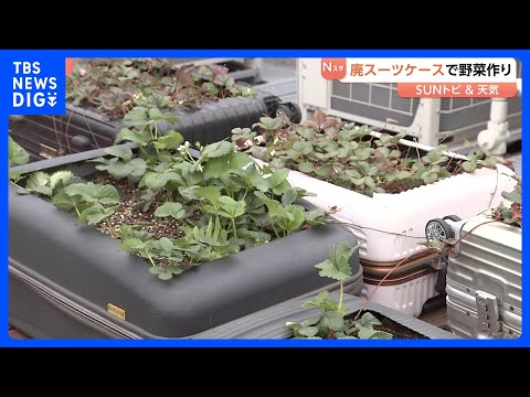 スーツケースで野菜栽培！？ホテルに置き去りにされたものを加工し再利用　収穫した野菜はレストランで提供も【SUNトピ】｜… サムネイル