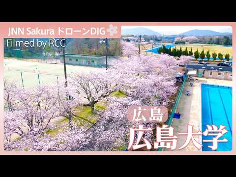 桜のキャンパス【JNN sakuraドローンDIG 2026】｜TBS NEWS DIG サムネイル