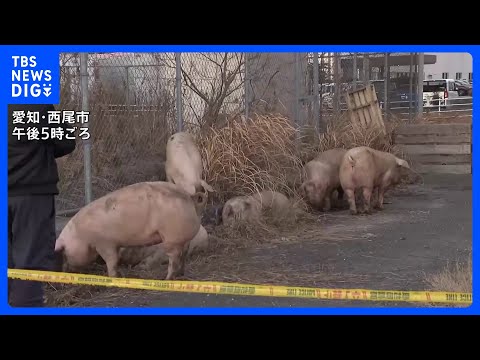 横になって草を食べるブタも？ 国道にブタ14頭が逃げ出すも全頭捕獲　運搬中のトラックから逃げ出す　愛知・西尾市｜TBS… サムネイル
