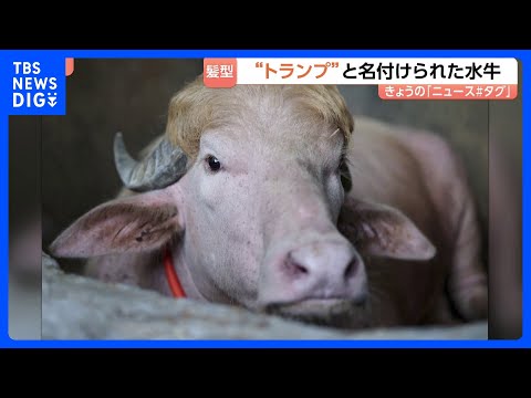 話題の水牛「名前はドナルド・トランプです」 特徴的な毛並みがあの髪型にそっくり！？バングラデシュ｜TBS NEWS D…