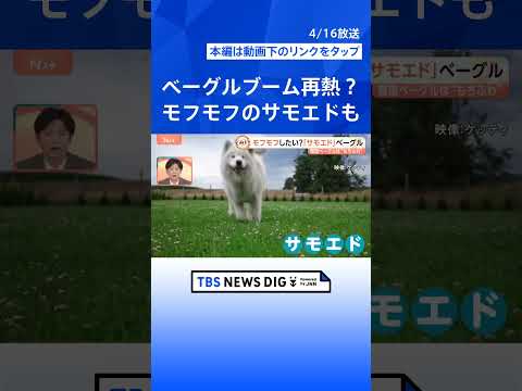 もふもふの「サモエド」も！？ベーグルブーム再燃【Nスタ】｜TBS NEWS DIG shorts サムネイル