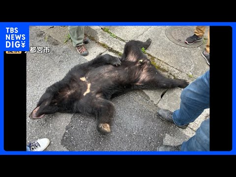 “2頭目のクマ”はいる？住宅街でクマ捕獲された宇都宮市 一夜明けて住民は警戒 「車から降りてクマがいたら…」｜TBS… サムネイル