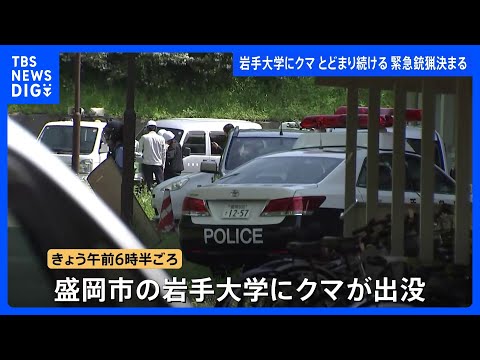 岩手大学にクマが出没・敷地内に留まる 「緊急銃猟」盛岡市内で初の実施を決定　麻酔銃による捕獲・駆除へ｜TBS NEWS… サムネイル