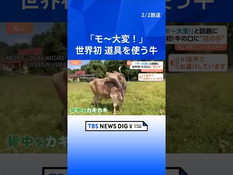 背中をカキカキ…世界初！道具を使う牛が「モ～大変！」と話題に　ブラシを口でくわえて“孫の手”のように…｜TBS NEW…