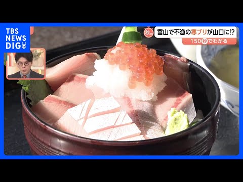 富山で不漁の“寒ブリ”が山口に？高水温で富山を通過か… 変わる漁獲量日本一【Nスタ解説】｜TBS NEWS DIG