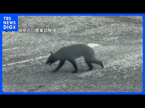 宮城の農業試験場にクマ 体長約1m　同じ日に2キロ離れた竹林でタケノコ採り中の女性がクマと遭遇し大けがも　大崎市｜TB…