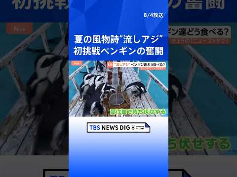 ペンギン用「流しそうめん」ならぬ“流しアジ”　1歳ペンギン食べられない…｜TBS NEWS DIGshorts サムネイル