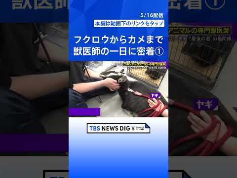 ①【衝撃手術】カメの甲羅を切る…巨大“尿路結石”400gを摘出！「10軒断られた」行き場のない動物たちの“最後の砦”… サムネイル