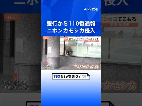 駅前の銀行内に「ニホンカモシカが立てこもり」　銀行から110番通報　新潟・JR柏崎駅前の繁華街　数時間後…麻酔吹き矢で… サムネイル