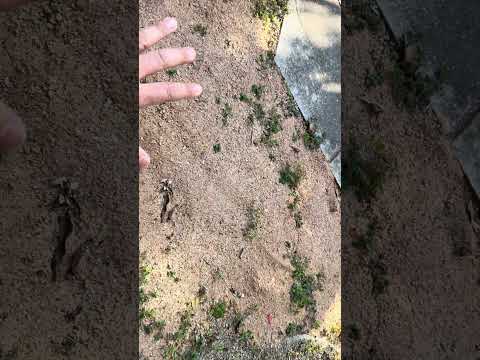 雑草を生えなくする方法 サムネイル