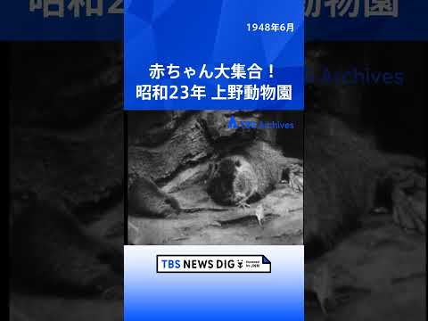 赤ちゃん大集合！ 昭和23年 上野動物園｜TBS NEWS DIG shorts