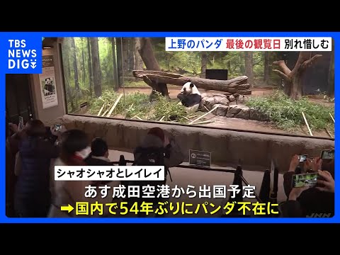 上野の「双子パンダ」観覧最終日　あす27日に中国へむけ出発　国内のパンダは54年ぶり不在に　｜TBS NEWS DIG サムネイル