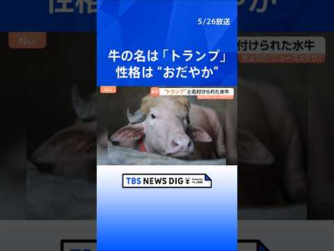 話題の水牛「名前はドナルド・トランプです」 特徴的な毛並みがあの髪型にそっくり！？バングラデシュ｜TBS NEWS D…