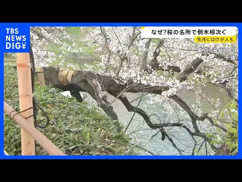 桜の木が根元から折れ…東京・千代田区の千鳥ヶ淵で倒木　世田谷区の砧公園でも｜TBS NEWS DIG サムネイル
