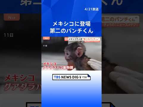 メキシコに“第二のパンチくん”登場　千葉・市川市の子ザル「パンチくん」は“ぬいぐるみ母さん”とバイバイ？たくましく成長… サムネイル