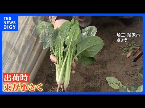 乾燥で野菜が小さくなった！春の陽気でも空気はカラカラ　乾燥でダムは渇水 野菜は生育に問題が　鍋イベントに潤い求める人た…