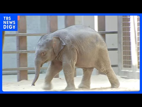 アメリカ・ワシントンの動物園でアジアゾウの赤ちゃん一般公開　この動物園で絶滅危惧種指定のアジアゾウ誕生は25年ぶり　生… サムネイル