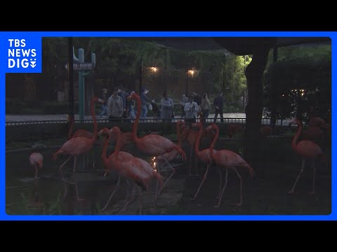 15年ぶり“パンダ不在”の上野動物園で「夜のどうぶつえん」開催　夜のハシビロコウの姿は… 東京都が新たな魅力発信に注力… サムネイル