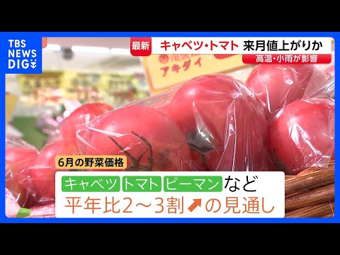 6月はキャベツ･トマト･ピーマンが値上がりか 高温や小雨の影響で　にんじん･白菜などは平年よりも安くなる見込み｜TBS… サムネイル