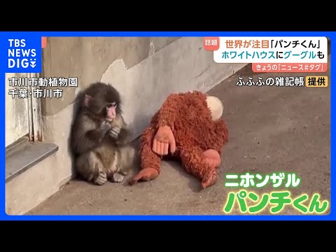 “ぬいぐるみがお母さん”の子ザル「パンチくん」 ホワイトハウスにGoogleまで…世界が熱視線！　千葉県・市川市動植物… サムネイル