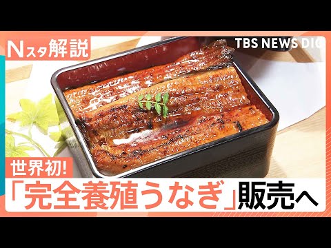 「完全養殖うなぎ」29日から一般向け販売へ、国産うなぎは前年比4割安！今後の価格はどうなる？【Nスタ解説】｜TBS N… サムネイル