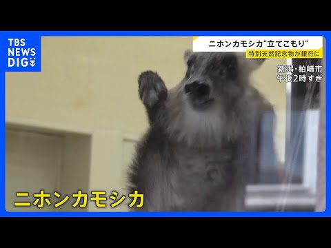 銀行に立てこもっていたのは特別天然記念物ニホンカモシカ　どう捕獲？　新潟・柏崎市｜TBS NEWS DIG サムネイル