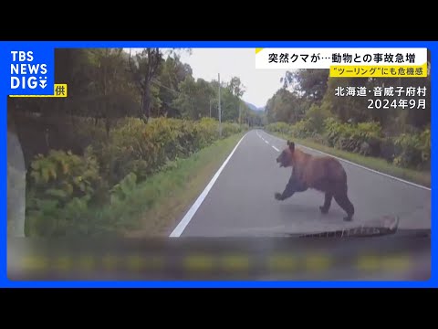 全国で相次ぐクマ出没…動物と車の衝突事故が続出　北海道のレンタカー店「動物に気を付けて」シカとの衝突事故で大破も　注意… サムネイル