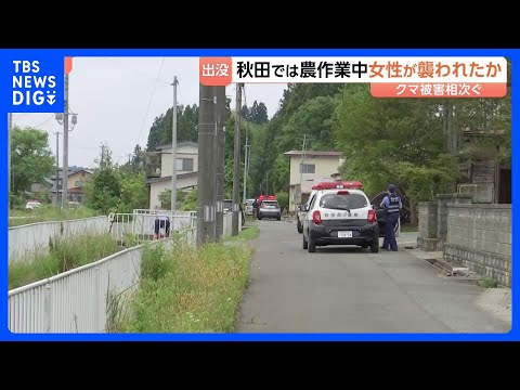 激しい損傷　秋田市河辺の山林で73歳女性の遺体見つかる　農作業中に襲われたか　付近でクマ1頭駆除｜TBS NEWS D… サムネイル