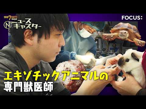 【衝撃手術】カメの甲羅を切る…巨大“尿路結石”400gを摘出！「10軒断られた」行き場のない動物たちの“最後の砦” エ… サムネイル