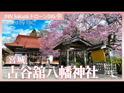 気仙沼市 古谷舘八幡神社「熊谷桜」【JNN sakuraドローンDIG 2026】｜TBS NEWS DIG
