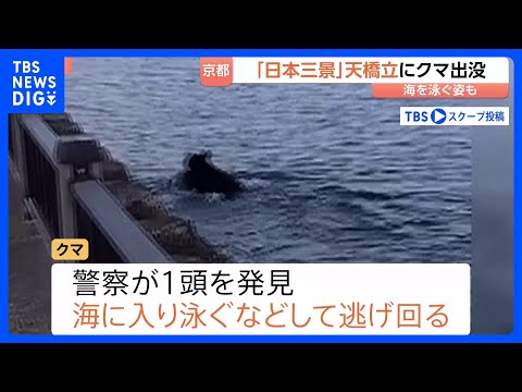 「日本三景」京都・天橋立にクマ出没　カメラが捉えたクマ…山形では旬のサクランボに被害｜TBS NEWS DIG