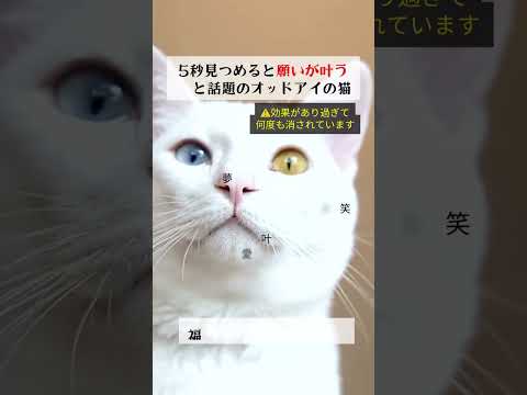 🐈⬛✨猫神様から、今のあなたへ届いたお告げ✨