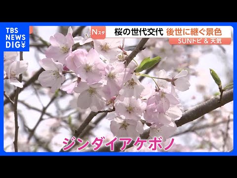 見ごろ迎える埼玉・長瀞の桜　ソメイヨシノの老朽化や害虫被害で伐採も…新しい世代の桜が登場【SUNトピ】｜TBS NEW… サムネイル