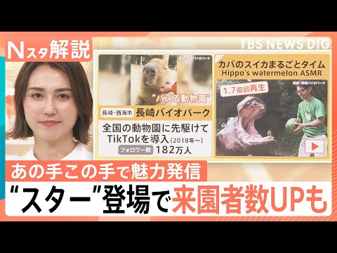 カバのASMRに泥沼のペンギン相関図!?“バズる”動物園・水族館の舞台裏　あの“スター動物”の今は？【Nスタ解説】｜T… サムネイル