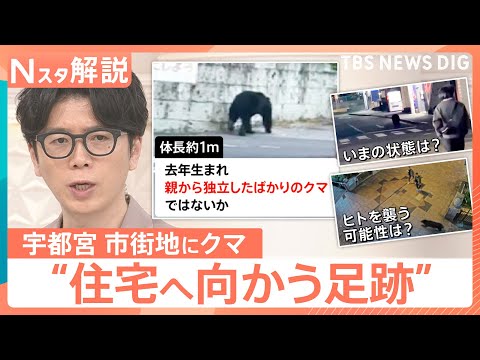 今は「迷子状態」？宇都宮で目撃相次ぐクマ　街の中心部に現れたワケ【Nスタ解説】｜TBS NEWS DIG