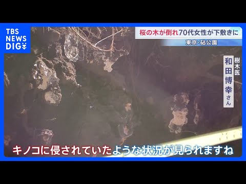 桜の木が倒れて70代女性が下敷きに　根元から倒れた大木に専門家も驚き 原因は「根にキノコが･･･」？　東京・世田谷区の… サムネイル