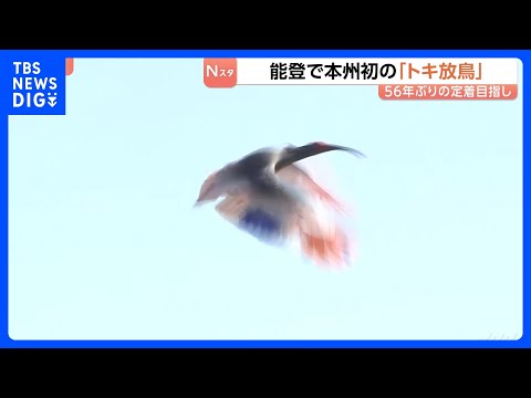 石川で本州初の「トキ放鳥」56年ぶり能登の空に…秋篠宮ご夫妻も出席　野生復帰に向け環境整備が進められる　羽咋市｜TBS…