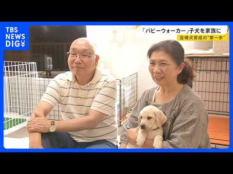 【盲導犬候補犬クレール】パピーウォーカーとの1年間に密着「何をしてもかわいい時期を一緒に」盲導犬を支えるボランティア…