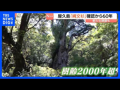 「屋久島を食い物にするような観光にはしたくない」直面する新たな課題　樹齢2000年超の「縄文杉」確認から60年　屋久杉…