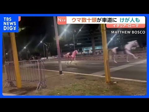 ローマで馬が逃げ出す 数十頭が道路を疾走　パレードのリハーサルで花火に驚いたか 馬から振り落とされた1人が重傷　イタリ…