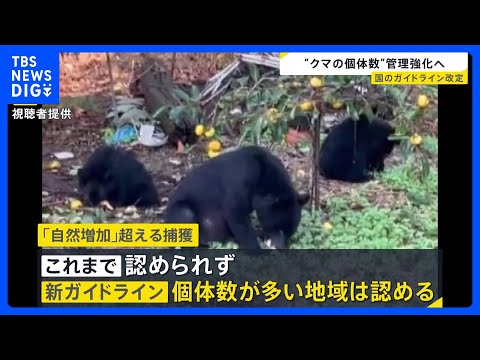 相次ぐクマ被害を受けクマの捕獲や管理に関する国のガイドラインを改定 「自然増加率」を超えるクマの捕獲が認められる｜TB… サムネイル