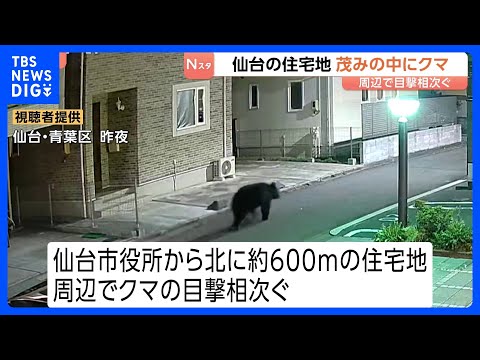 クマをマンション裏の茂みで発見…仙台市内の住宅地　緊急銃猟が困難、はこ罠での捕獲試み　周辺では18日夜からクマの目撃相… サムネイル