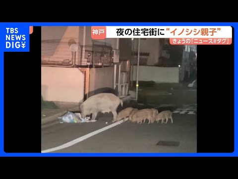 ウリ坊5頭を引き連れ…“イノシシ親子”が神戸市の住宅街を闊歩「行動が予測できない」カメラが捉えた“人間も恐れない大胆な…